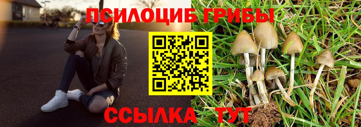 Псилоцибиновые грибы Cubensis Похвистнево